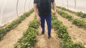 КЛУБНИКА и ЯГОДКА! 70 гектаров! Беларусь