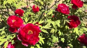 Самвел Адамян Меня обвинили во лжи Слушать всем Сын Снежинской исчезКиберполиция взялась за  [get-sa