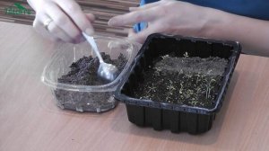 Выращивание петунии: пикировка и прищипка - 7 дач