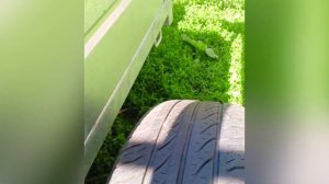 КАМА Грант или Белшина – какие летние шины больше пон?