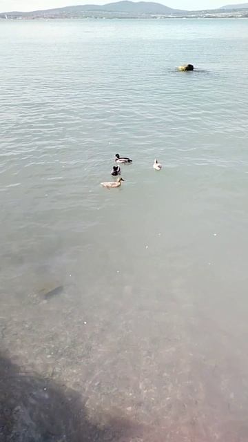 море Геленджик смотреть онлайн