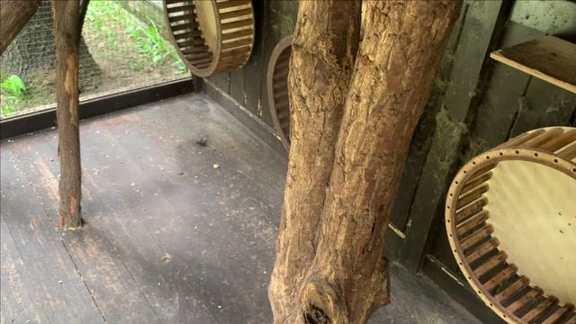 Еженедельное про белок.Одуванчики в ход пошли смотреть онлайн