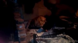 Принимаем роды у собаки