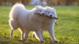 САМОЕД всё о породе. САМОЕДСКАЯ СОБАКА ПЛЮСЫ И МИНУСЫ.