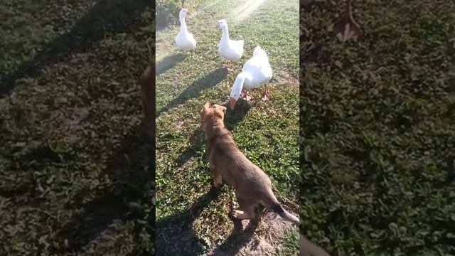 Вильма, два месяца. Немецкая овчарка #GermanShepherd #ZonalShepherdDo