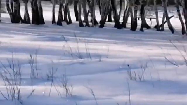 НЕМЕЦКАЯ ОВЧАРКА. СОБАКА ВСТРЕЧАЕТ ХОЗЯИНА