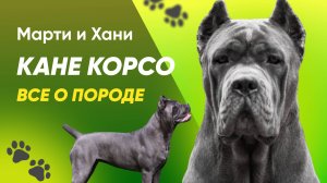 ВСЕ О ПОРОДЕ КАНЕ КОРСО / НЕ ВСЕМ ПОДОЙДЕТ? / СЛОЖНЫЙ ХАРАКТЕР? / УХОД И ВЫРАЩИВАНИЕ / ПРО МОРГАНА