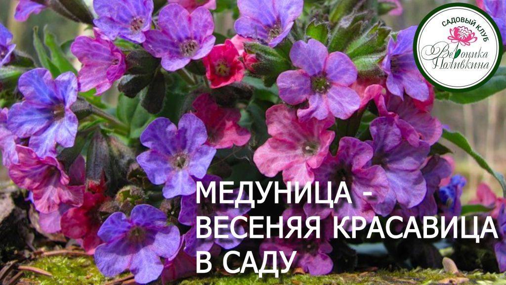 Медуница в саду смотреть онлайн