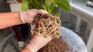 Антуриум, Мужское Счастье Пересадка, Чищу Корни