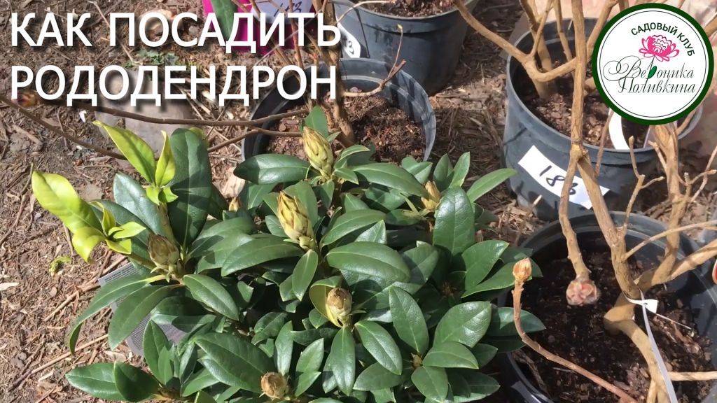 Рододендроны. Секреты правильной посадки. смотреть онлайн
