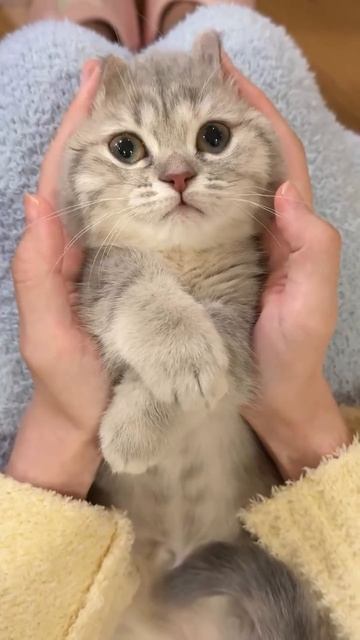 Танцор котёнок смотреть онлайн