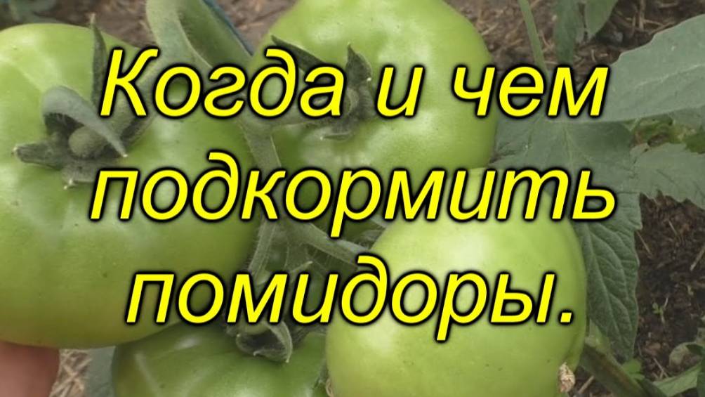 🍅Лучшая подкормка для томатов – когда и чем удобрять? Правильная подкормка смотреть онлайн