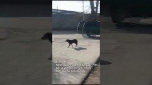 Алматы. Коррекция поведения собаки. +7 707 529 93 63 Мурат.