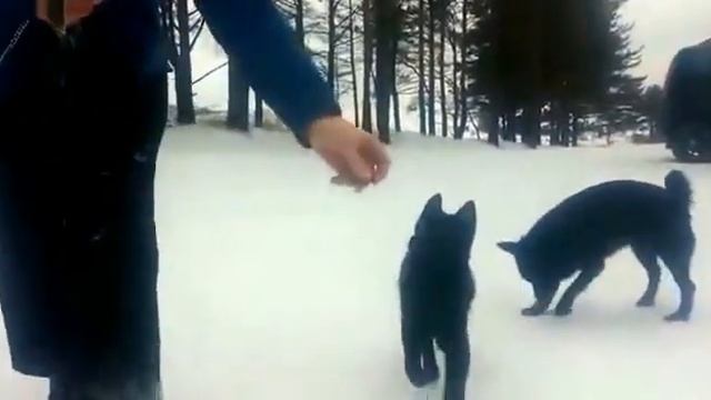 #Шипперке #щенкиШипперке  Диего