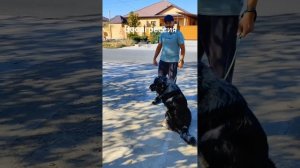 Коррекция поведения собаки. Алматы+77075299363 wotsap. Мурат.