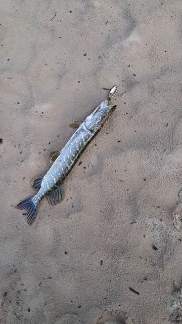 Щука в большом городе #beast #shorts #pike #pikefishing смотреть онлайн