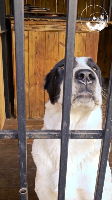 Щенок алабая выпрашивает вкусняшку #среднеазиатскаяо