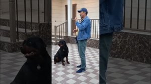 Коррекция поведения собаки. Алматы+77075299363 wots'app Мурат.