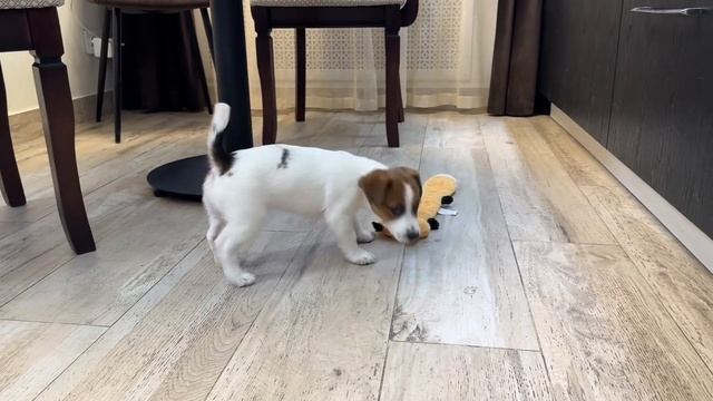 Продается щенок Джек Рассел терьера - Шерлок