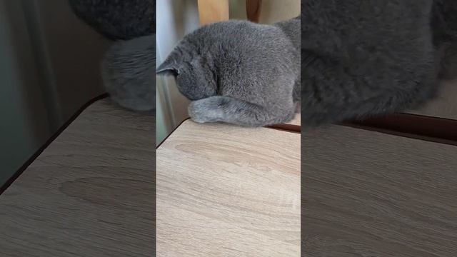 надо было попробовать на вкус абрикос а я подумал поиг смотреть онлайн