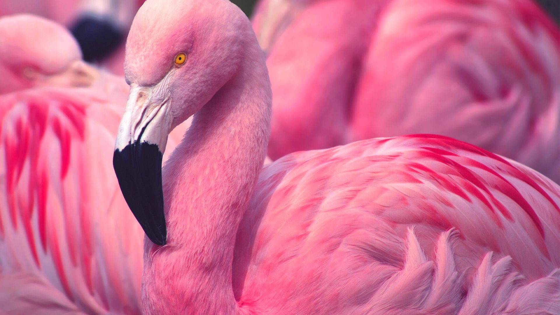 Розовые Фламинго для детей и взрослых в природе. Звуки фламинго. смотреть онлайн