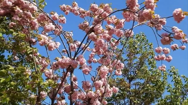 "Я вернулся!" - на пороге стоял муж, который 15 лет назад ? смотреть онлайн