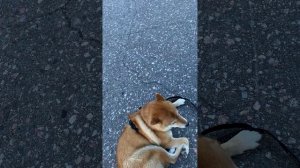 Почему собака  сиба-ину не хочет гулять?  Walking style of a Shiba