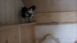 Мордовские рябые высоколётные голуби (01.04.12.).wmv