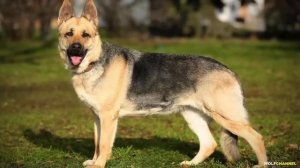 НЕМЕЦКАЯ ОВЧАРКА VS ВОСТОЧНО-ЕВРОПЕЙСКАЯ ОВЧАРКА. ЧЕМ ?