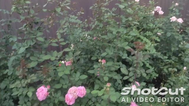 Самая устойчивая к непогоде и красивая роза, в моём ро?