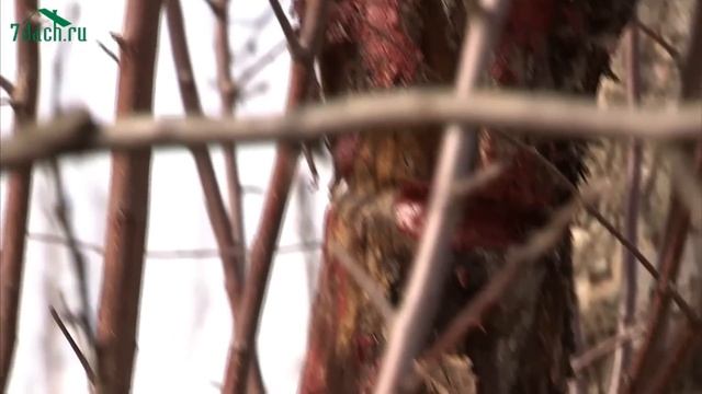 Плодовые деревья весной: ревизия и лечение - 7 дач