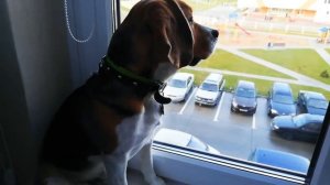 Лай Бигля, на кого лаю, сам не знаю😁