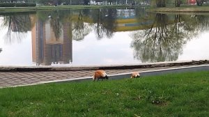 Огари возле пруда в Одинцово