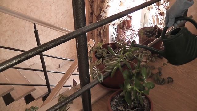 Янтарная кислота 