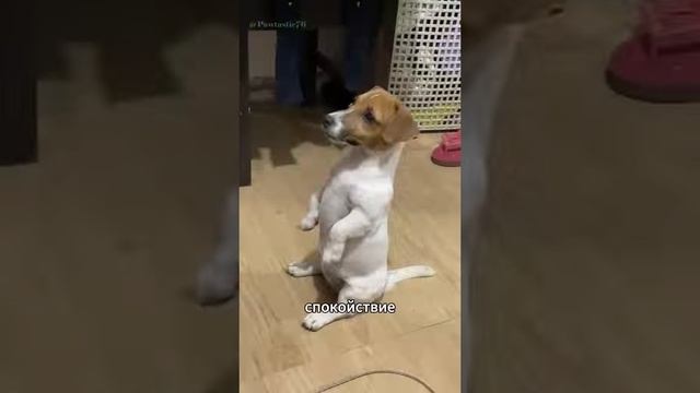 Джек-рассел-терьер Это настоящий Торнадо! смотреть онлайн