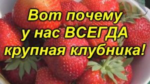 💰 Копеечное средство для ОГРОМНОЙ клубники! Попробуй — и убедись сам!