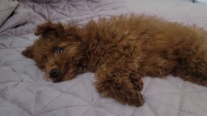 Маленький щенок мальтипу скулит если нет хозяйки рядо