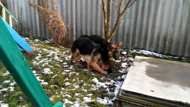 Классные девочки Немецкой Овчарки