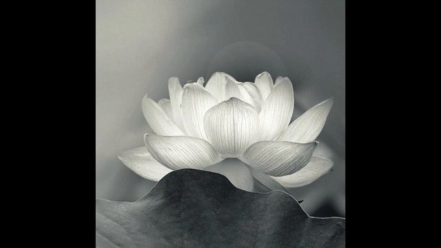 Танго Лотос. Оркестр Хенрика Голда. 1929.