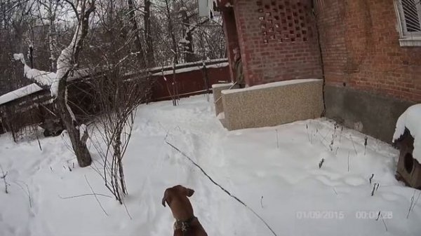 Риджбек работа на охрану. (Rhodesian Ridgeback)