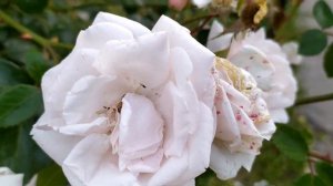 Турецкий сериал Мечта Эшрефа 1 серия русская озвучка |