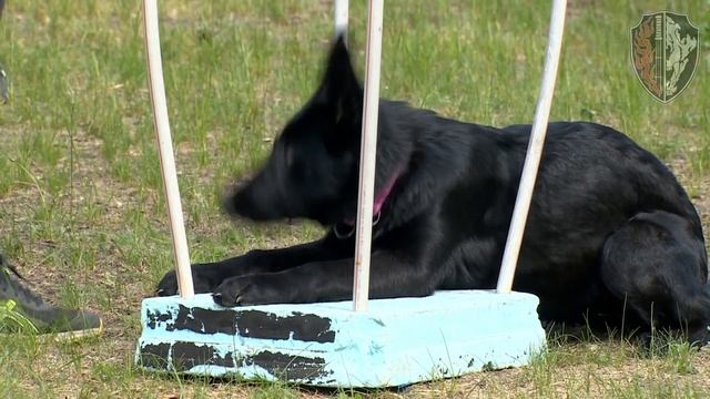 Дрессировка немецкой овчарки