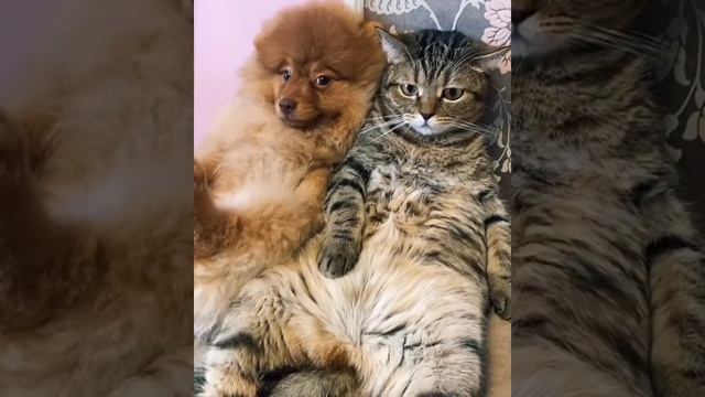 Любимые Коты и Собаки Друзья или Враги #смешнаяозвучка смотреть онлайн