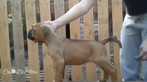 Кане корсо рыжий с черной маской. Pandora Casa Di Alba