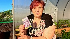 Сеем базилик букетным способом, вырастет 100% !!