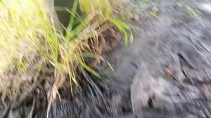 Форд Фокус 1 замена масла и масленого фильтра.
