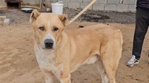 В Гостях у Мустафы |Обзор его  Алабаев |Turkmen alabay dogs Alabai #a