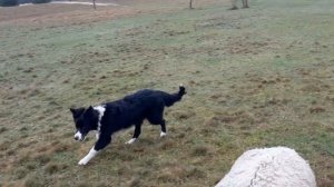 Начало обучения щенка бордер колли по пастьбе овец