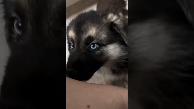 Метисы немецкой овчарки и хаски смотреть онлайн