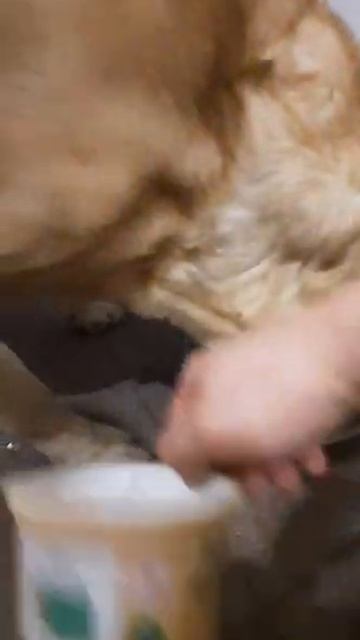 Чем кормит лабрадора. Собака лабрадор Тафгай ест корма